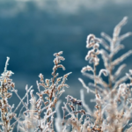 bono invierno pasos
